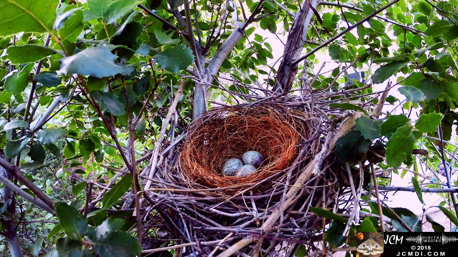 3 eggs in vacant nest Documentary GoPro Hero3+ Black polecam 4-4-2015 Santa Clarita JCMDI.COM